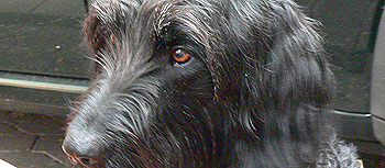 Household Pets